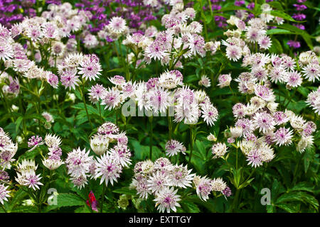 Astrantia major flowering plant in a herbaceous border. Stock Photo