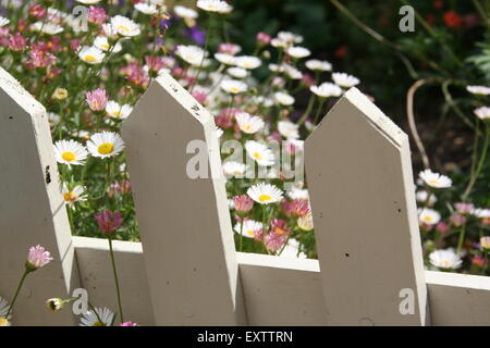 White and pink daisies peeking through a white picket fence, garden, New South Wales, Australia. Stock Photo
