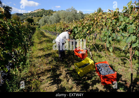 Italy, Basilicata, Roccanova, vineyards, grape harvest Stock Photo