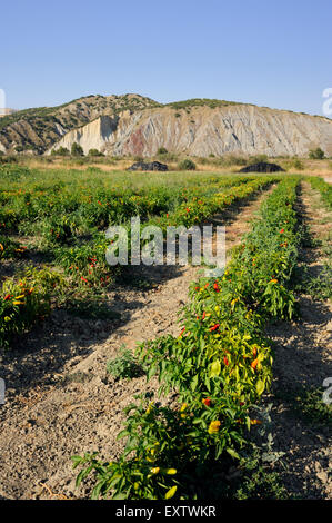 Italy, Basilicata, countryside, Sauro valley, red peppers field Stock Photo