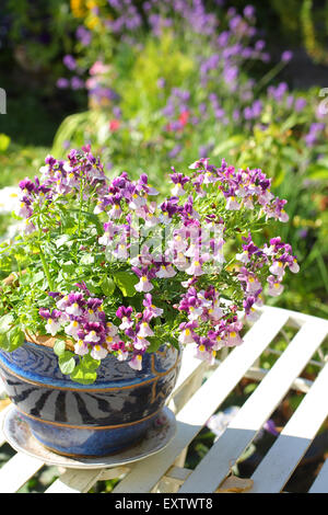 White and violet nemesia, Nemesia violiflora, Scrophulariaceae, on white garden table in ceramic flowerpot, close up Stock Photo