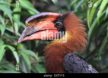 Male Asian Rufous hornbill (Buceros hydrocorax), also known as Philippine hornbill Stock Photo