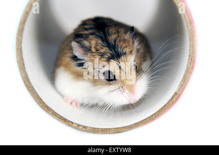 Pet roborovski hamster (phodopus roborovskii), in playtunnel Stock Photo