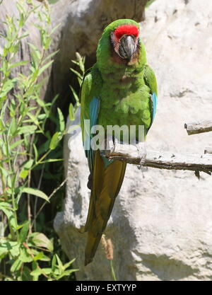 South American Military macaw (Ara militaris) perching at Rotterdam Blijdorp Zoo Stock Photo