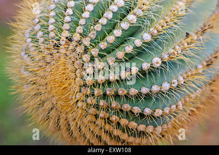 Saguaro cactus close up, Carnegiea gigantea, Organ Pipe National Monument, Arizona, USA Stock Photo