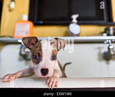 Brown and white puppy with front feet up on side of big sink after a bath
