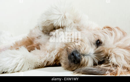 Adult Labradoodle dog laying down on side relaxing with eye contact