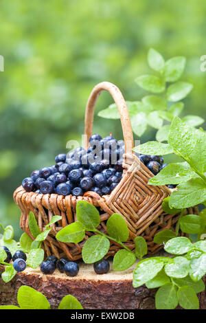 Basket with blueberries in summer forest Stock Photo
