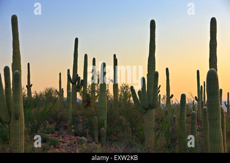 Saguaro cactus, Carnegiea gigantea, Saguaro National Park West, Saguaro National Park, Arizona, USA Stock Photo