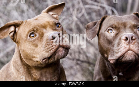 Two brown pitbulls looking up, anticipation, focus Stock Photo