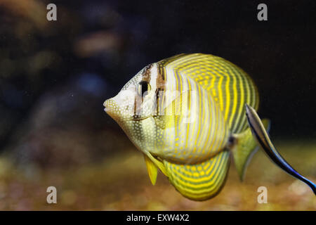 The sailfin tang (Zebrasoma veliferum) is a marine reef tang, fish family Acanthuridae living in Indian Ocean, South Pacific. Stock Photo