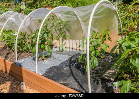 Better Belle sweet bell pepper plants growing in a raised bed garden with hoop covers over them in Bellevue, Washington, USA Stock Photo