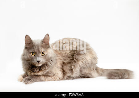 Gray cat on white background, copyspace Stock Photo