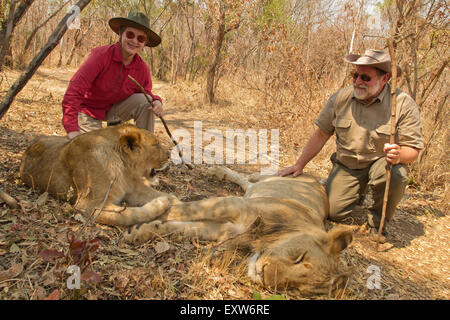 64 year old man and 58 year old woman petting young male lions on the Masuwe Estate near Victoria Falls, Zimbabwe, Africa Stock Photo