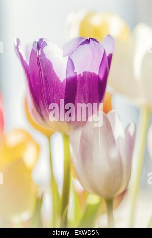 Blooming tulips Stock Photo