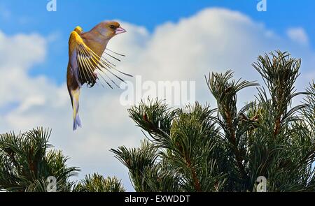 Greenfinch (Carduelis chloris) flying