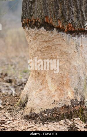 Aspen, Populus tremula, damaged by a beaver, Upper Palatinate, Bavaria, Germany, Europe Stock Photo