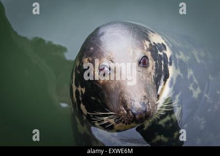 Gray seal in harbor basin of Hoernum, Sylt, Germany Stock Photo
