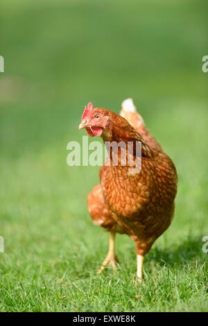 Chicken hen on a meadow Stock Photo