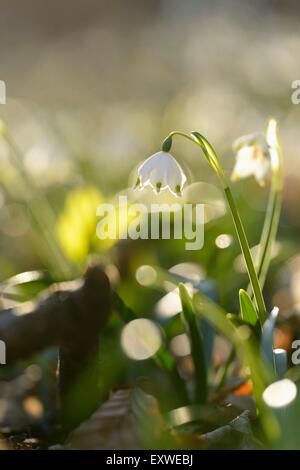 Spring snowflakes, Leucojum vernum, Upper Palatinate, Bavaria, Germany, Europe Stock Photo
