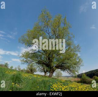 Crack willow in a meadow with dandelion blossoms, Bavaria, Germany Stock Photo