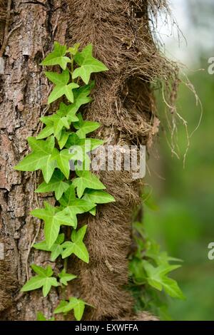 Close-up of ivy growing on a tree trunk Stock Photo