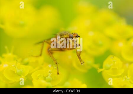 Close-up of a blow fly on a cypress spurge Stock Photo