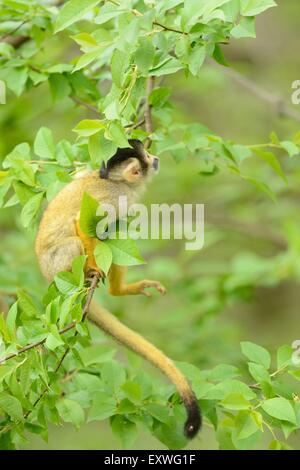 Common squirrel monkey (Saimiri sciureus) on a tree Stock Photo