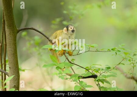 Common squirrel monkey (Saimiri sciureus) on a tree Stock Photo