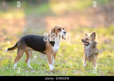 Chihuahua and beagle in garden Stock Photo