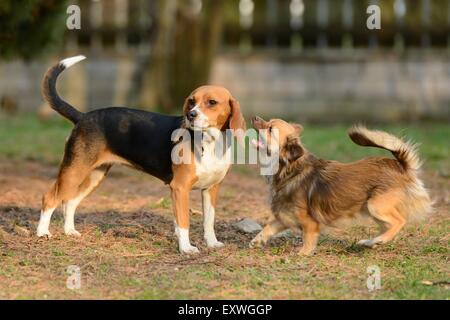 Chihuahua and beagle in garden Stock Photo