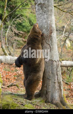 Brown bear (Ursus arctos) rubbing at tree trunk, Bavarian Forest National Park, Germany Stock Photo