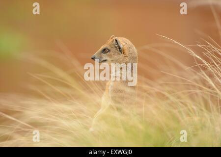 Yellow Mongoose (Cynictis penicillata) in grass Stock Photo