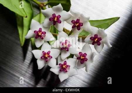 Wax flower, Hoya lanceolata Stock Photo