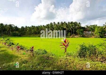 Rice field, Puerto Princesa, Palawan, Philippines, Asia Stock Photo - Alamy