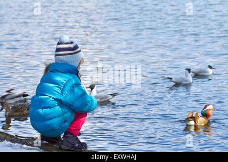 Girl feeding ducks in winter Stock Photo