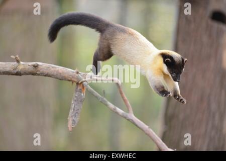 Yellow-throated marten (Martes flavigula) jumping between branches Stock Photo