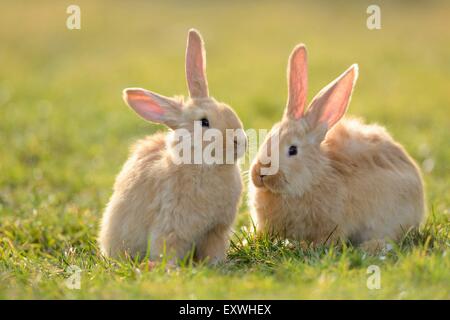 Two seven week old hare youngsters in a meadow Stock Photo