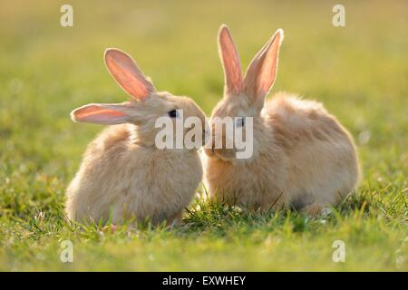 Two seven week old hare youngsters in a meadow Stock Photo