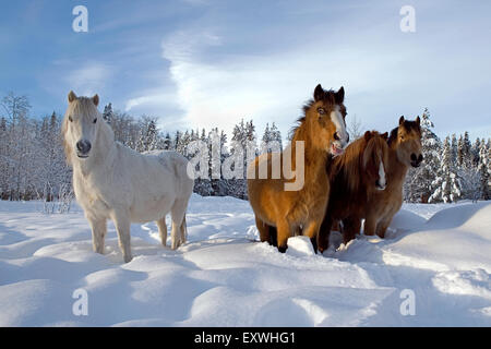 Welsh Ponies, group standing on meadow in deep snow Stock Photo