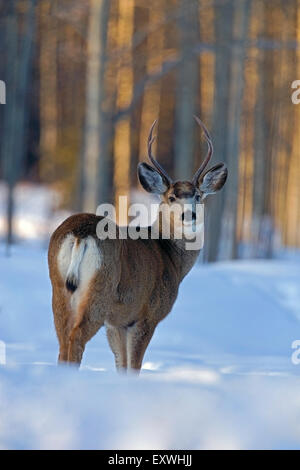 Mule Deer Buck standing in deep snow at edge of forest Stock Photo