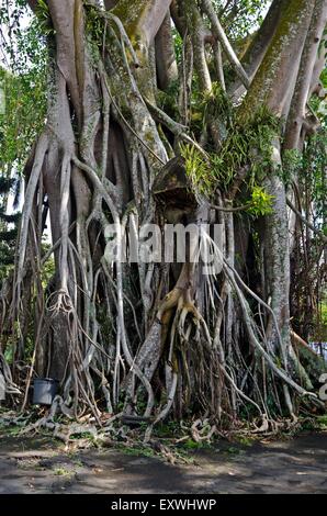 Rubber tree, Ficus elastica, Java, Indonesia, Asia Stock Photo