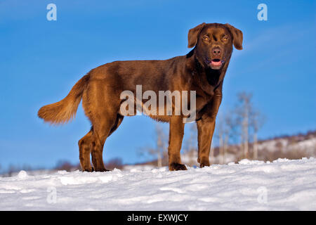 Playful Labrador Retriever standing in snow in meadow Stock Photo