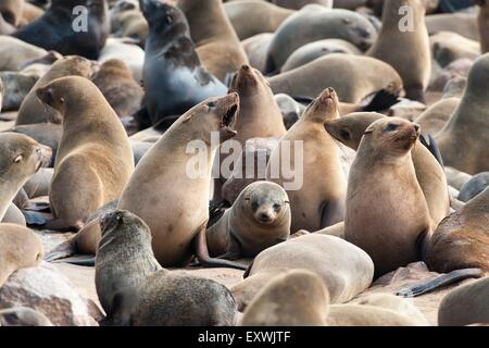 Brown fur seal colony at Cape Cross, Namibia Stock Photo