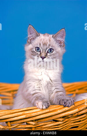 Kitten white and gray tabby few weeks old in basket,portrait Stock Photo
