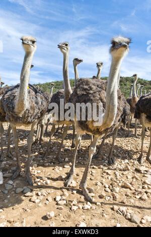 Ostriches on a farm on the outscirts of Oudtshoorn, Western Cape, South Africa Stock Photo