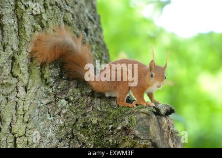 Red squirrel on a tree trunk Stock Photo