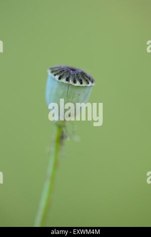 Seed capsule from a corn poppy Stock Photo