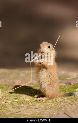 Black-tailed prairie dog youngster Stock Photo