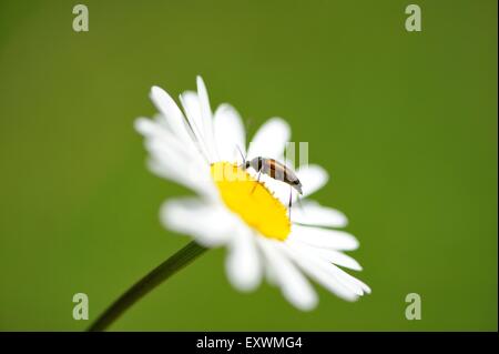 Anastrangalia dubia beetle on a oxeye daisy blossom Stock Photo